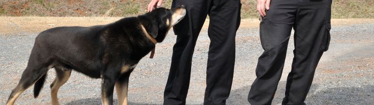 pet friendly methods pet friendly methods